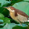 紫背葦鳽