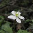 川西銀蓮花 川西銀蓮花