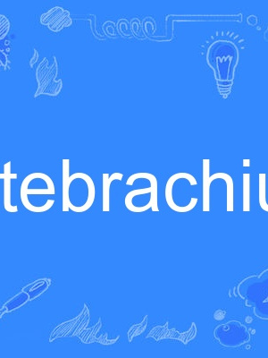 antebrachium
