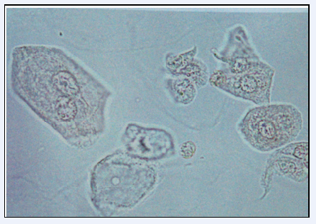 圖9 腎小管上皮細胞