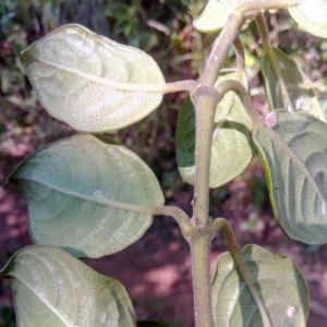 Danais pubescens