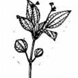 隆脈冷水花 隆脈冷水花
