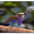 鳥燈籠 鳥燈籠