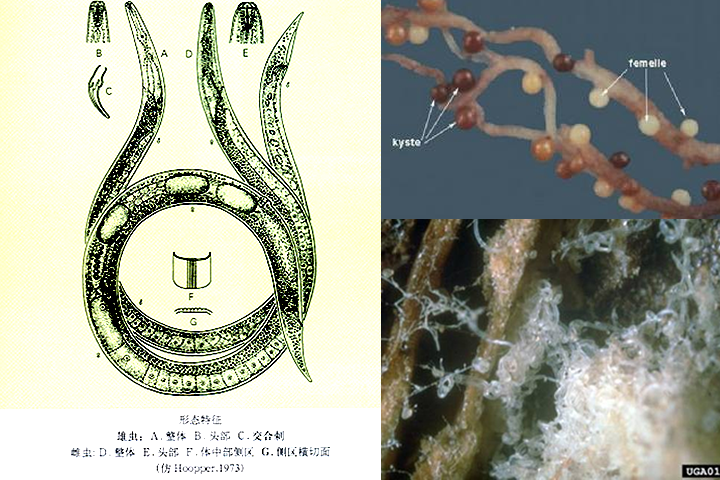 鱗球莖莖線蟲(大蒜線蟲病) 鱗球莖莖線蟲(大蒜線蟲病)