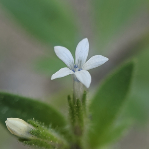 Allophyllum integrifolium