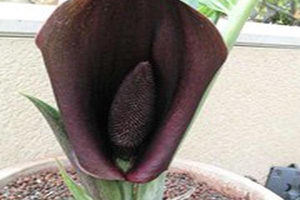 Synandrospadix vermitoxicus