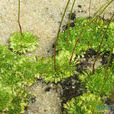 螺旋狸藻