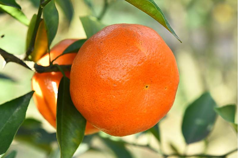 夏紅橘柚