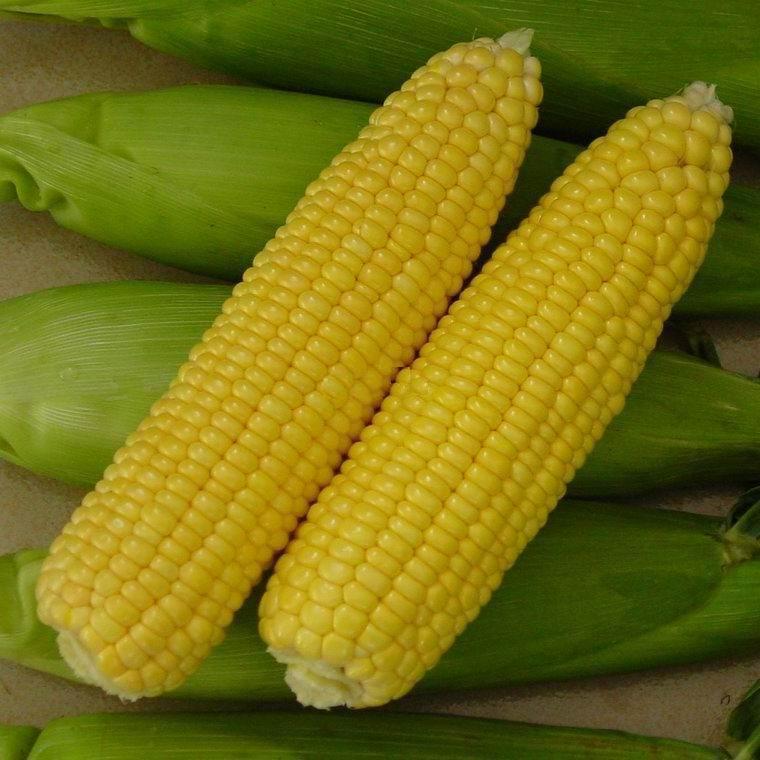 玉米黃質素