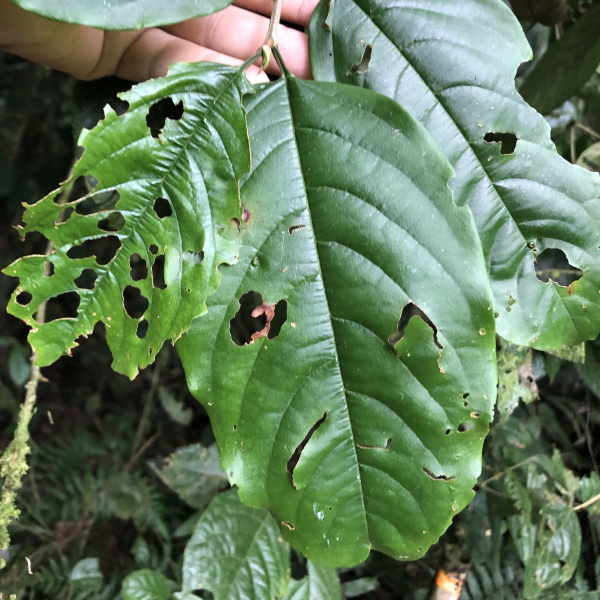 Colubrina spinosa