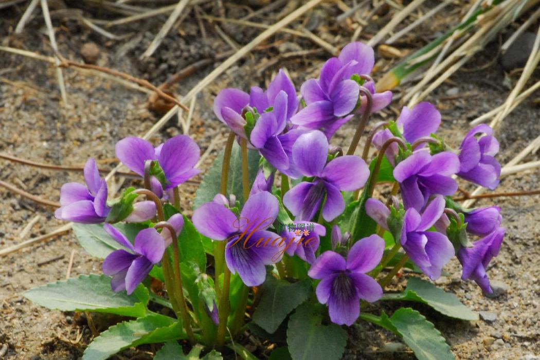 紫葉堇菜 紫葉堇菜