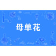 母單花 母單花