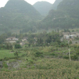 滑石板村(雲南曲靖市羅平縣板橋鎮下轄村) 滑石板村(雲南曲靖市羅平縣板橋鎮下轄村)
