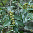 米櫧(小紅栲) 米櫧(小紅栲)