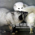 玄狐(哺乳類動物) 玄狐(哺乳類動物)