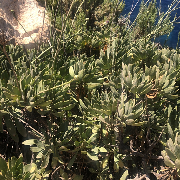 Cheirolophus crassifolius