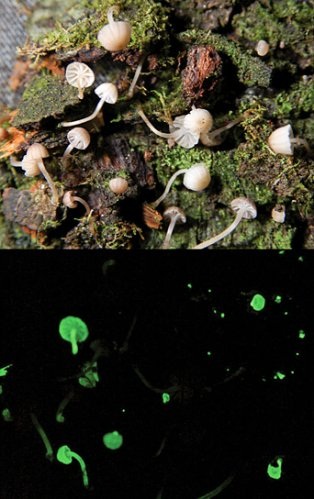 螢光小蘑菇
