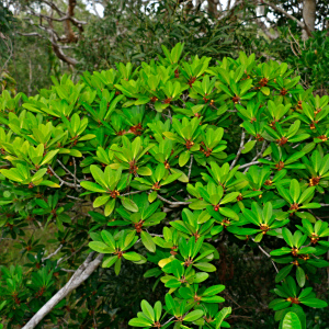 Ficus vieillardiana