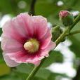 棋盤花 棋盤花