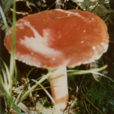 毒紅菇