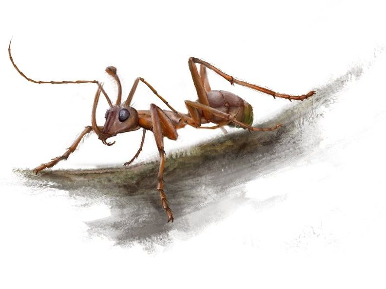 獨角蟻 獨角蟻
