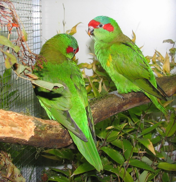 紅耳綠吸蜜鸚鵡(圖6)