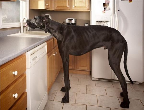 宙斯(2012年吉尼斯世界最高犬稱號的大丹犬)