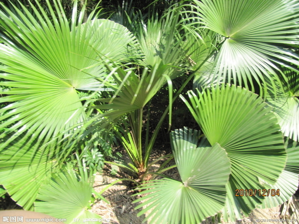 矮棕櫚灌叢