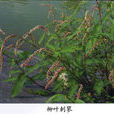 柳葉刺蓼 柳葉刺蓼