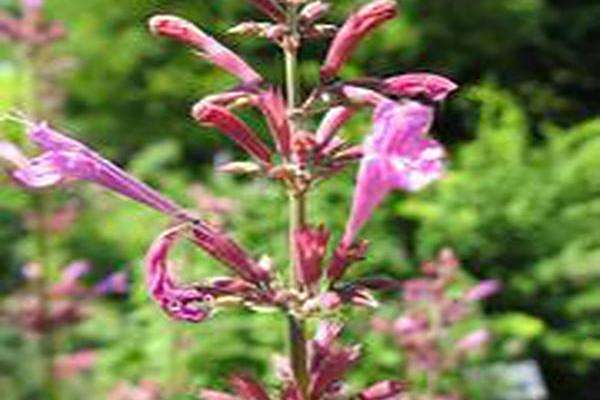 Agastache \x27Summer Love\x27 Agastache \x27Summer Love\x27