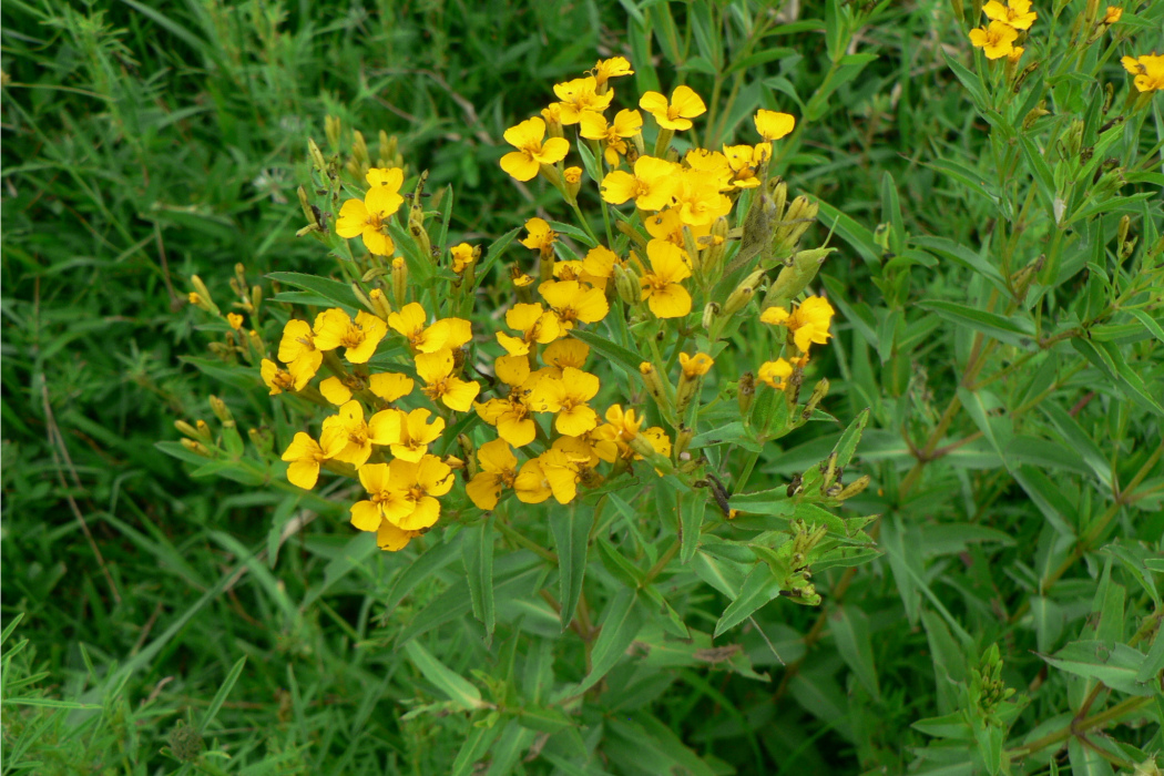 香萬壽菊