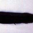 裸平頭魚 裸平頭魚