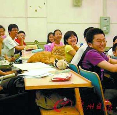 北京大學蹭課貓