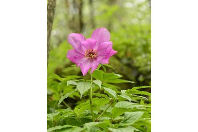 Paeonia \x27Scarlett O\x27Hara\x27