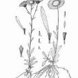 舌葉紫菀 舌葉紫菀