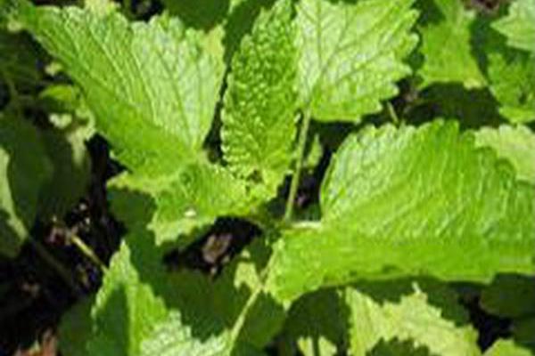 Melissa officinalis Melissa officinalis