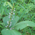 瓊豆 瓊豆