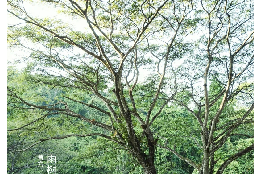 雨樹他鄉 雨樹他鄉