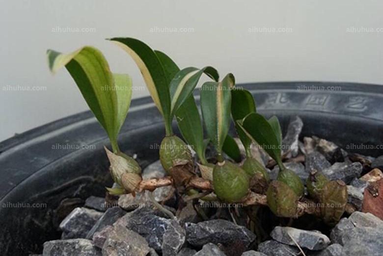 小花石豆蘭 小花石豆蘭