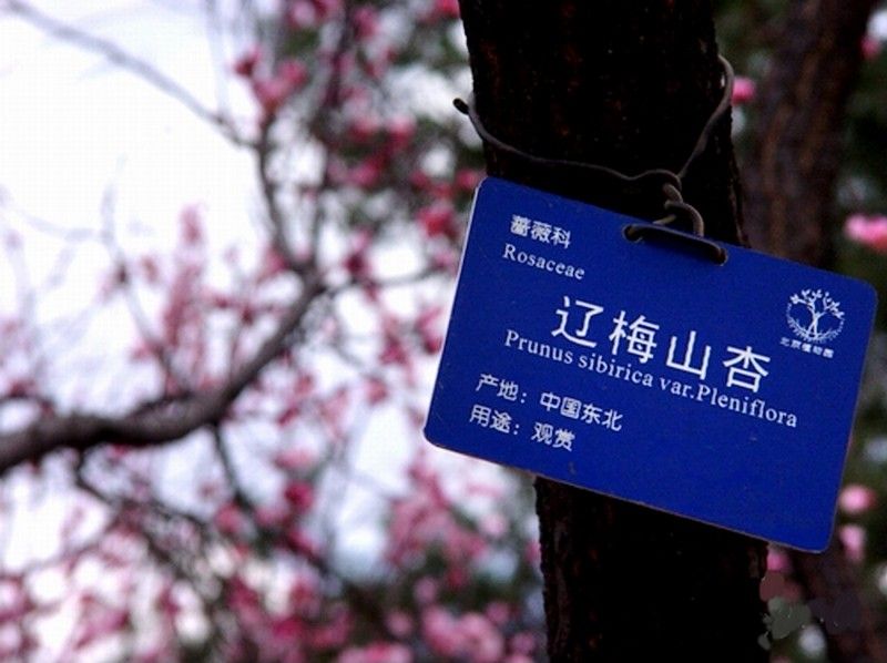 遼梅山杏 遼梅山杏