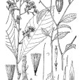 大葉斑鳩菊 大葉斑鳩菊