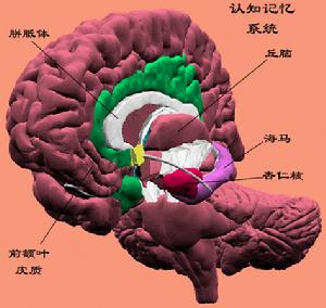 大腦的記憶系統
