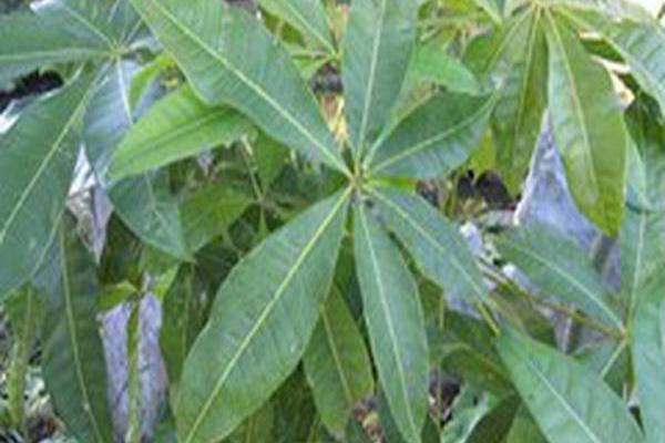 Pachira aquatica Pachira aquatica