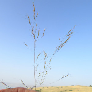 Ventenata blanchei
