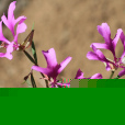 克拉花 克拉花