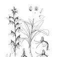 裂瓣玉鳳花 裂瓣玉鳳花