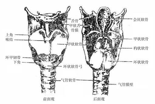 先天性喉軟骨畸形