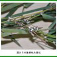 竹巢粉蚧 竹巢粉蚧