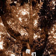 我們(南方出版社出版雜誌) 我們(南方出版社出版雜誌)