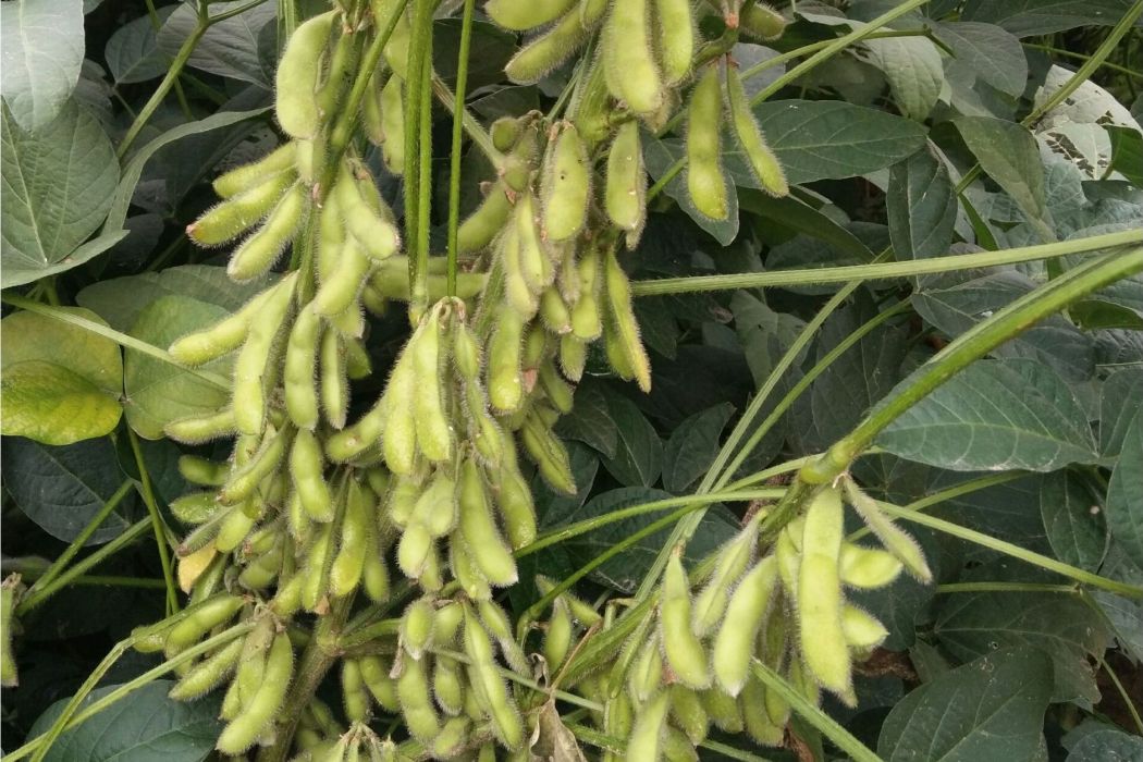 新大豆1號 新大豆1號